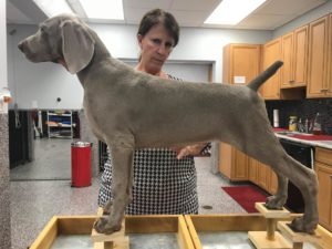 male weimaraner puppy