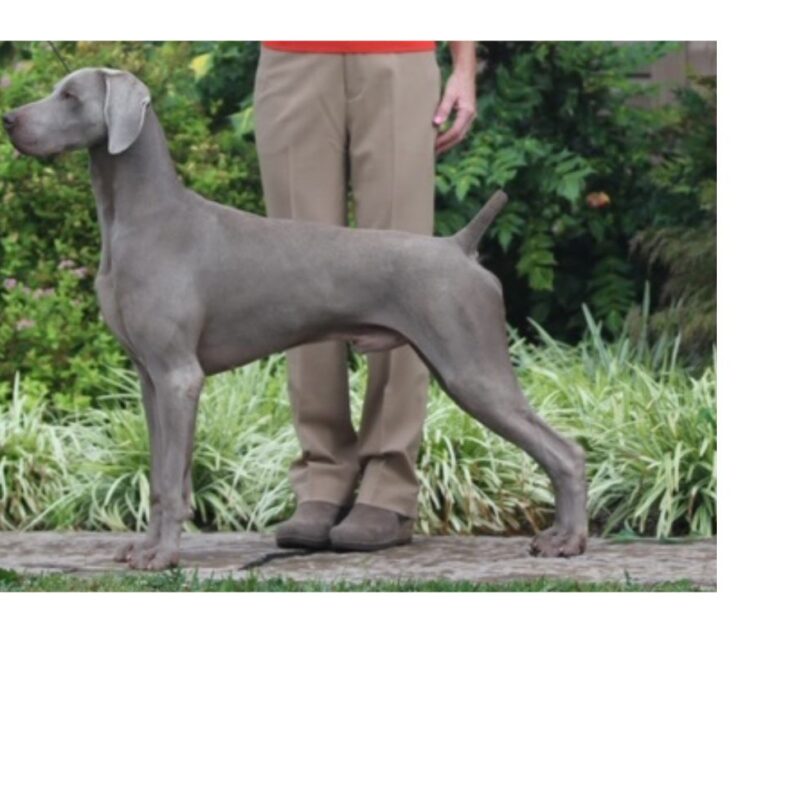 silhouette weimaraners cinco