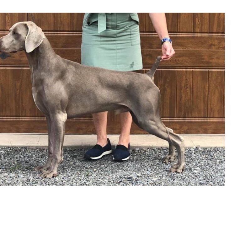 silhouette weimaraners teller