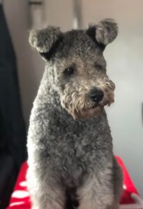 Gray Pumi sitting