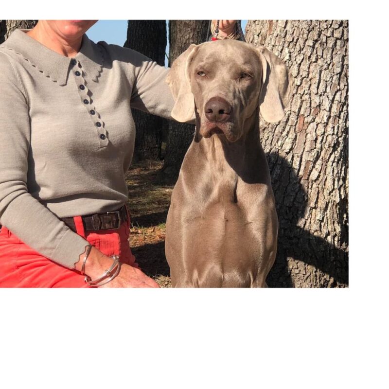 silhouette weimaraners saxon