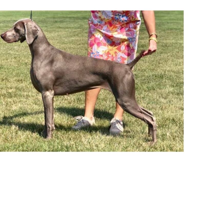 silhouette weimaraners charm