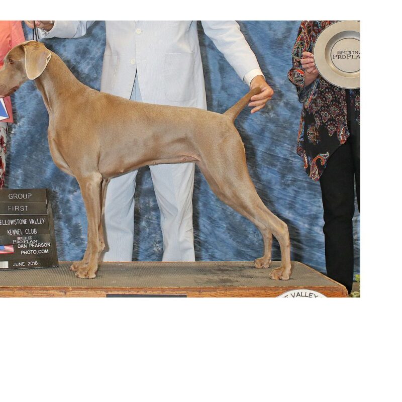 silhouette weimaraners fame