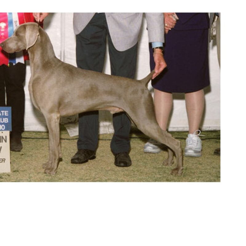 Jimmie Silhouette Weimaraners